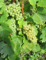 Vendange heterogenes - champagne 2007 - Belles grappes saines